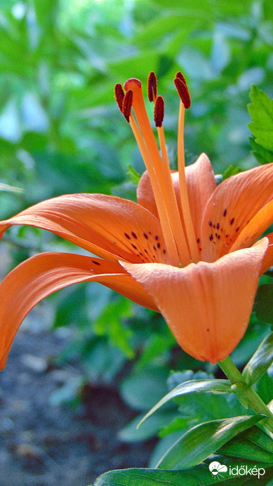 Liliom