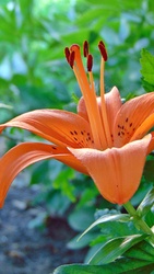 Liliom