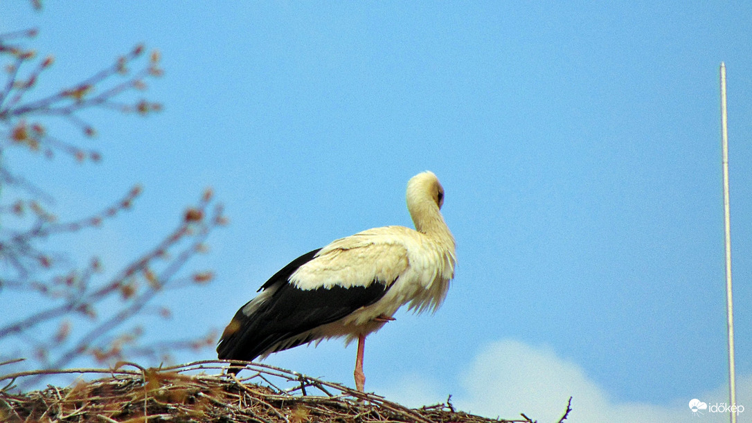 Gólya