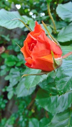 Rózsa