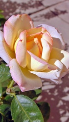 Rózsa