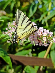 Lepke 