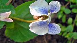 Ibolya