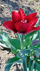 Tulipán