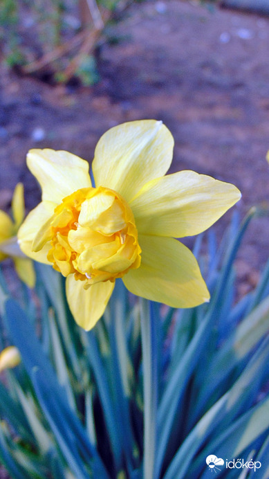 Nárcisz 