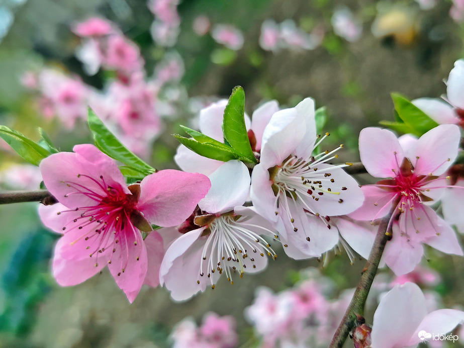 Rózsaszín virágok