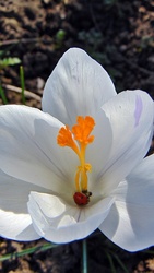 Crocus