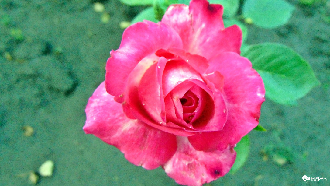 Rózsa