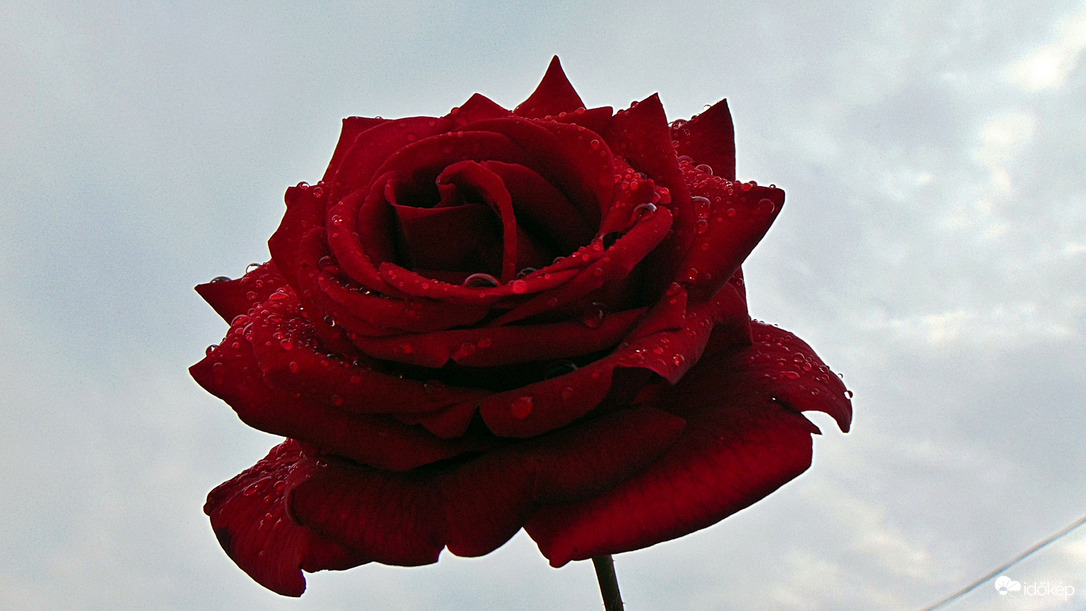 Rózsa