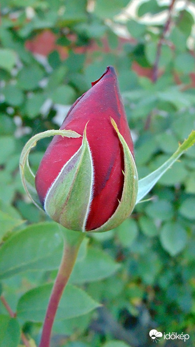 Rózsa