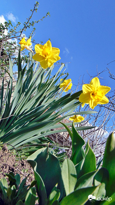 Nárcisz 