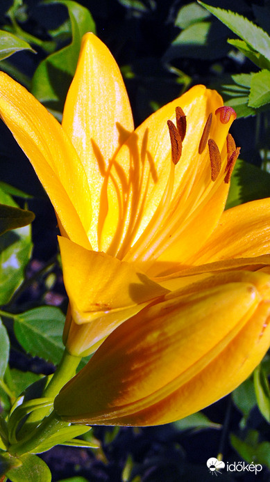 Liliom