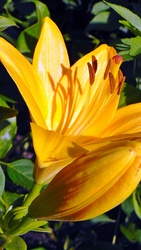 Liliom