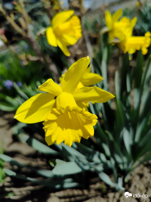Nárcisz 