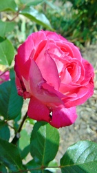 Rózsa