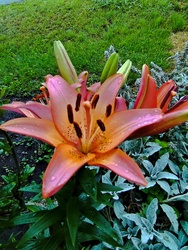 Liliom