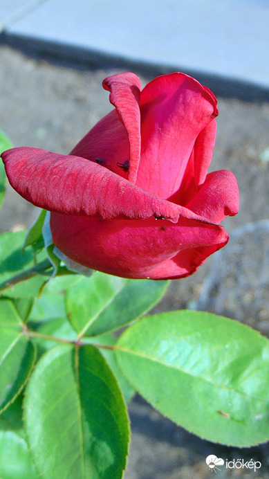 Rózsa
