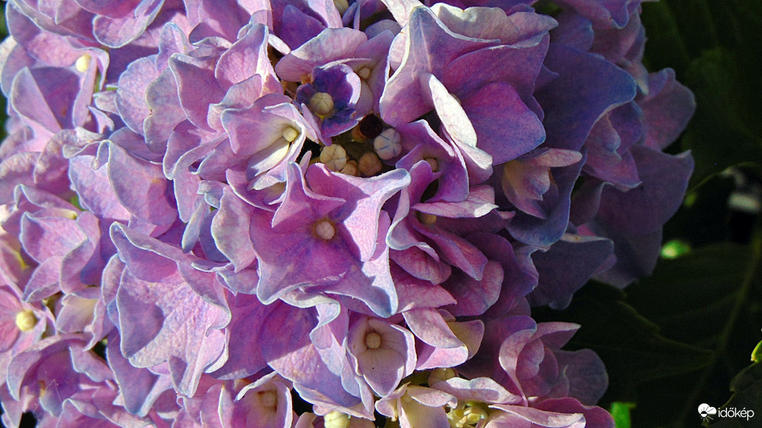 Hortenzia