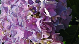 Hortenzia