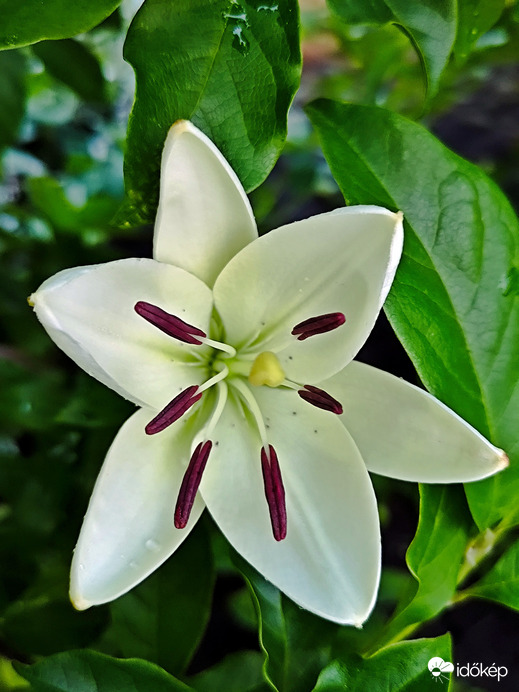 Liliom