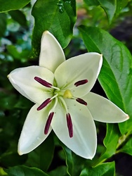 Liliom