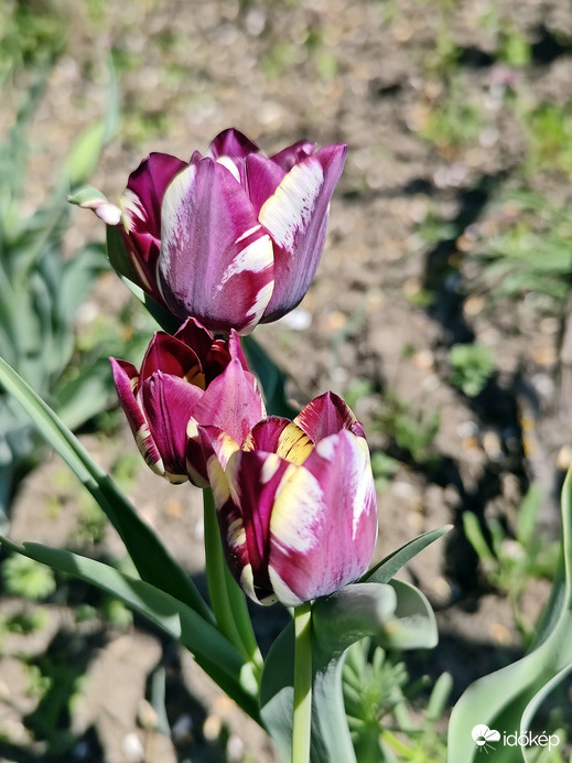 Tulipán