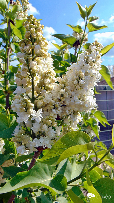 Orgona