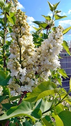 Orgona