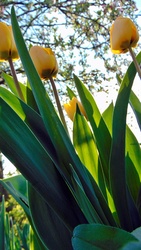 Tulipán