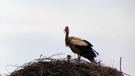 Gólya