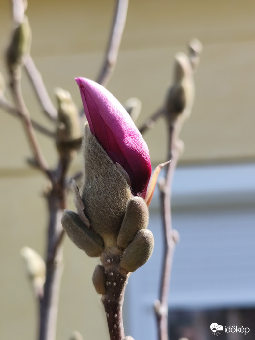 Magnolia 