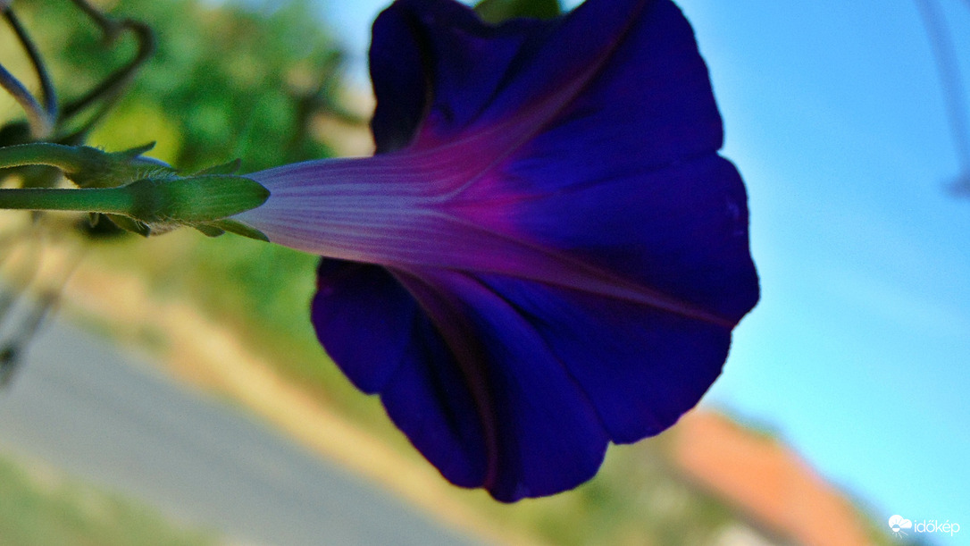 Hajnalka 