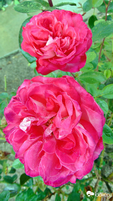 Rózsa