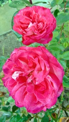 Rózsa