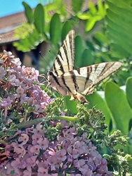 Lepke 