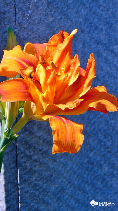 Liliom