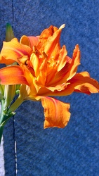 Liliom