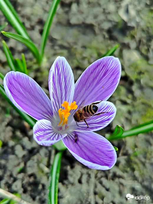 Virág közepe felé