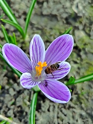 Virág közepe felé