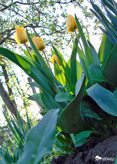 Tulipán
