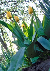 Tulipán