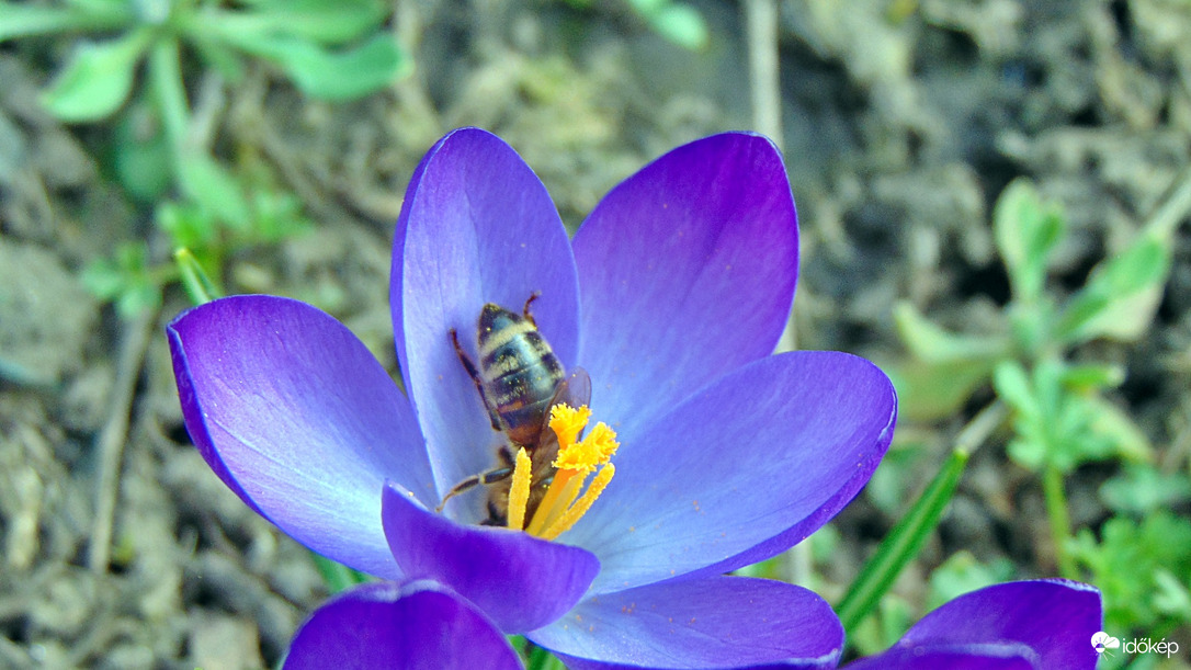 Kis szépségen megbújva