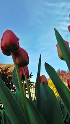Tulipán