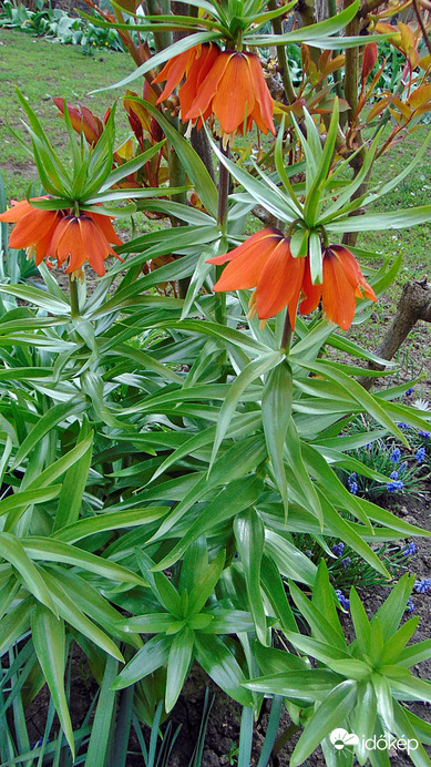 Szent György virág