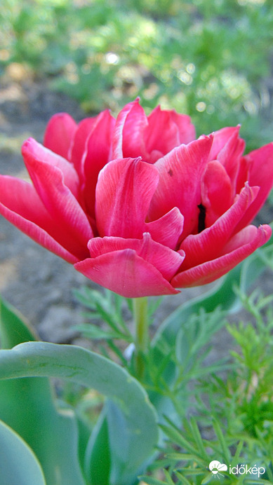 Tulipán