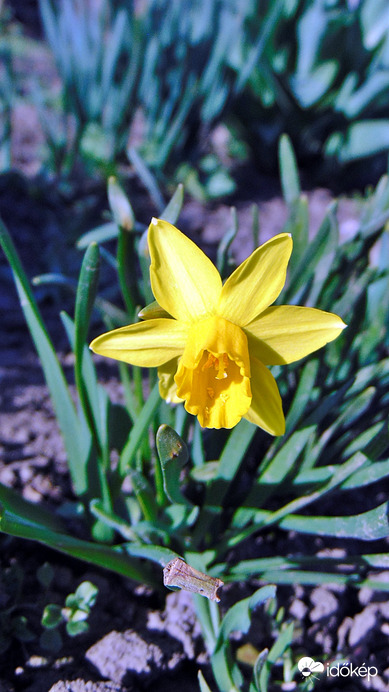 Nárcisz 