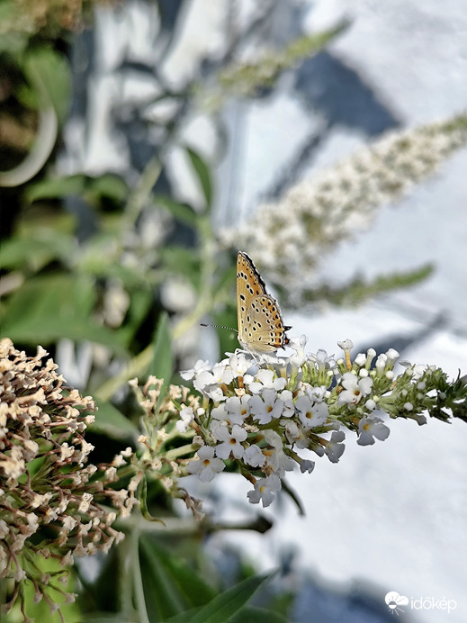 Lepke 