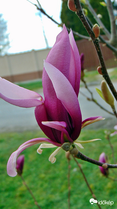 Magnólia