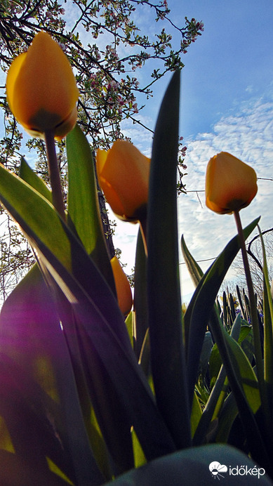 Tulipán