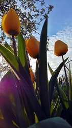 Tulipán